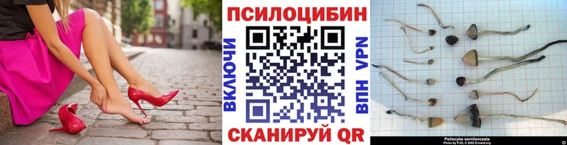 Псилоцибиновые грибы Psilocybine cubensis  OMG tor  Балашиха 